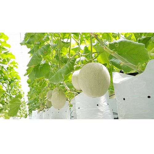 Dưa lưới Quảng Tân